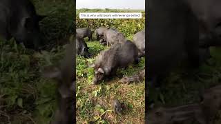This is why wild boars will never go extinct #animalplanetvibes #wildboarhunt #animals