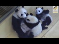 Panda-Mama säugt Zwillinge