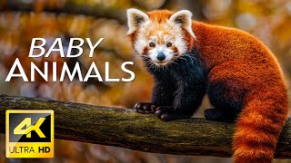 Cute Baby Animals 4K UHD - Relaxation Film With Beautiful Piano Music