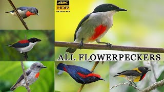 All Flowerpecker Species / Flowerpeckers