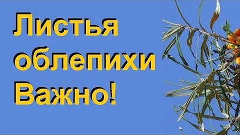 Домашние лечебные средства из листьев облепихи…