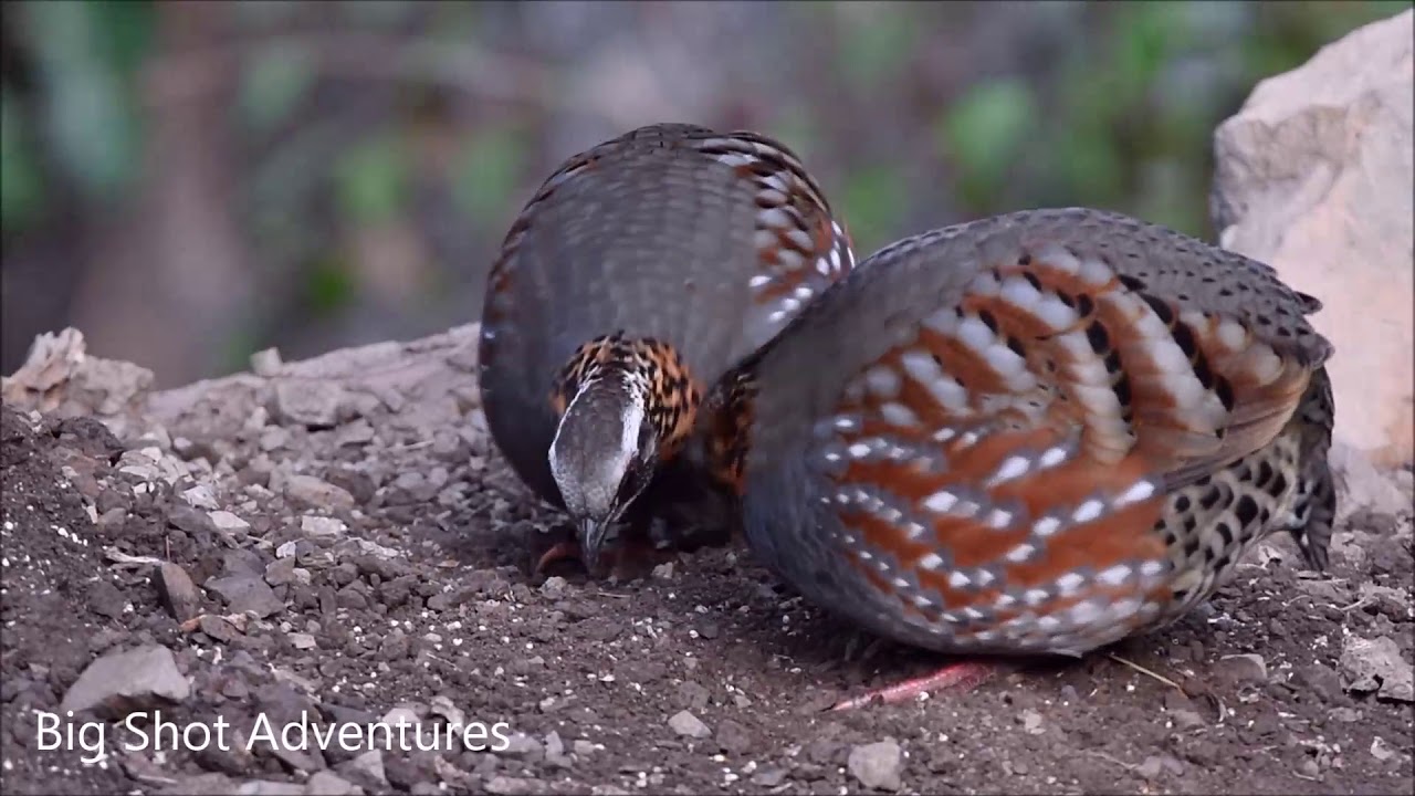 Rufous throated Partridge, Sattal, Uttarakhand 