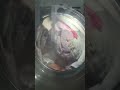  TCL P5 superdrum  11kg washer  FP1154SA0
