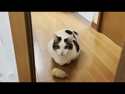 「おい！お前、何してんねん！」って少し怒ってしまった猫