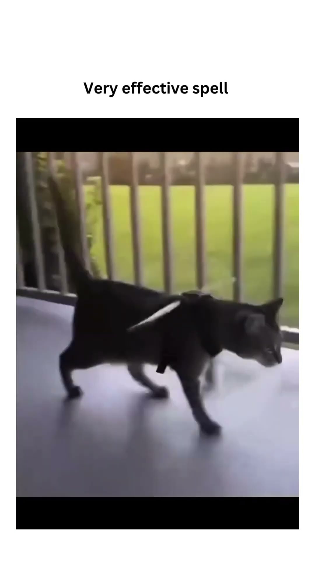 Veery effective spell prvnci puts on Kittyo