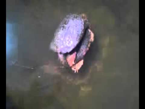 snapping turtles mating