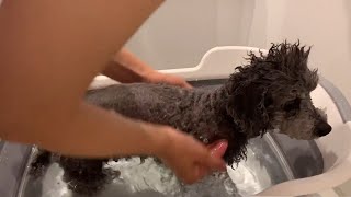 『ひば油風呂』で愛犬のアレルギー肌が改善した！？