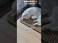 本日は晴天にゃり😺✨R8.2.21今日のチロシ婆ちゃん