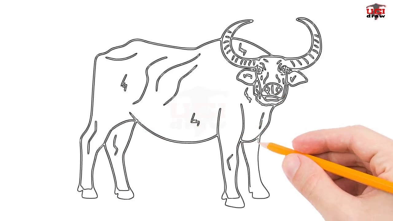 How to Draw a Buffalo Step by Step Easy for Beginners/Kids – Simple