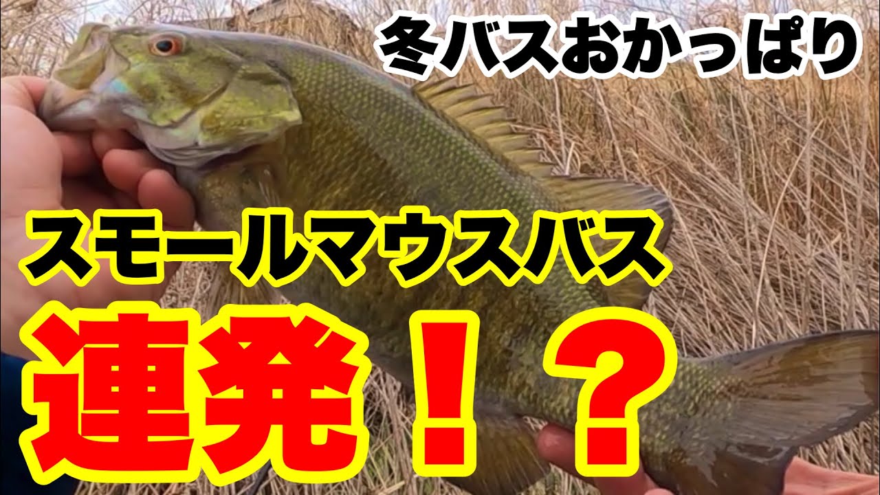バス釣り 川スモールマウスバスおかっぱり ランガンで釣れる場所 Youtube バス釣り 川スモールマウスバスおかっぱり ランガンで釣れる場所 Youtube