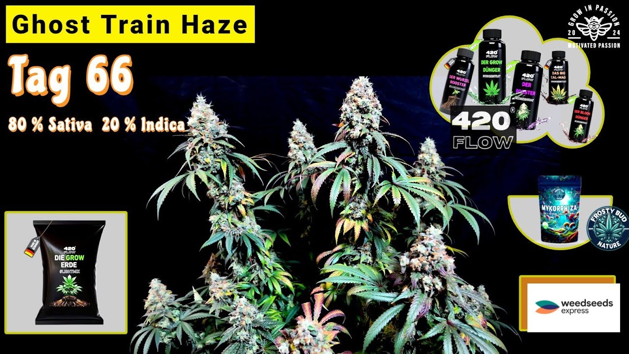 Ghost Train Haze Ernte - Harvest Day Spider Farmer 