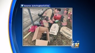 Kittens Recovering Right 'Meow' After Surviving Arlington Fire screenshot 3