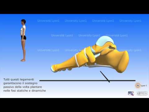 Il piede: aponeurosi e cuscinetto adiposo plantare