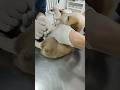 The Vets Are Doing Everything To Save This Tiny Puppy Dumped Outside The Shelter