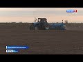 В Крыму ожидают крупный урожай подсолнечника