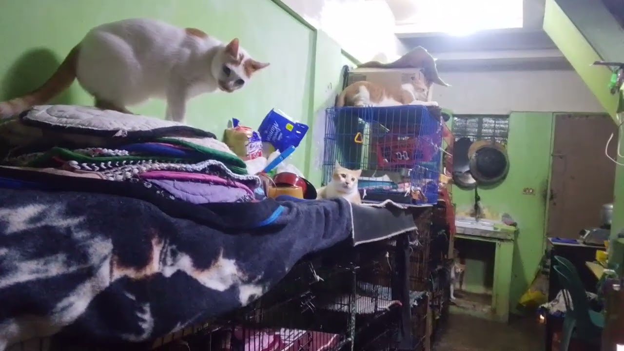 Labas Naman #video #cat #funnyclips #viral 