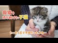 2日間…たった1匹で母猫を待った子猫