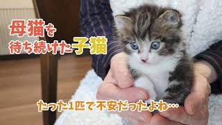 2日間…たった1匹で母猫を待った子猫