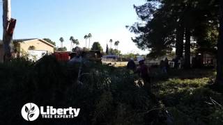 Huge Eucalyptus Removal
