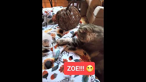 Watch the video about Big cat, Zoe, wants the kitten's food.😂 It has a happy ending. ❤️ #toocute #kitten #cats