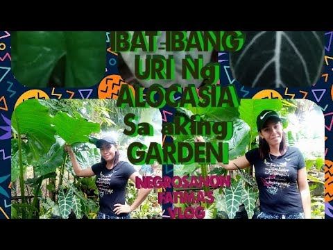 Video: Mga Uri Ng Elephant Ear Bulbs - Ano Ang Iba't Ibang Halaman ng Elephant Ear