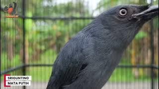 TEMBAKAN PANJANG #srigunting #sriguntingabu #sriguntingabuabugacor #masteranburung #muraibatu 