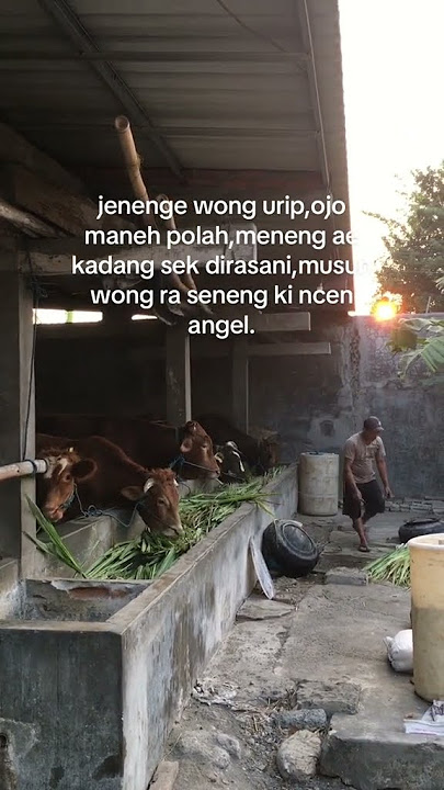 STORY WA PETERNAK MUDA #peternakmuda