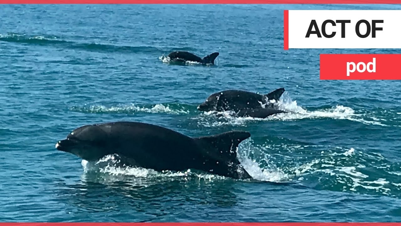 headlines hair Sailor greeted by pod of twenty dolphins - who kept playing with her yacht | SWNS TV