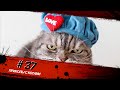 Смешные КОТЫ #37 / Лучшие приколы 2021 / Funny cats.