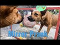 Mirror prank for dog Hilarious Reaction |Dog mirror prank | part 2 | pets gallery