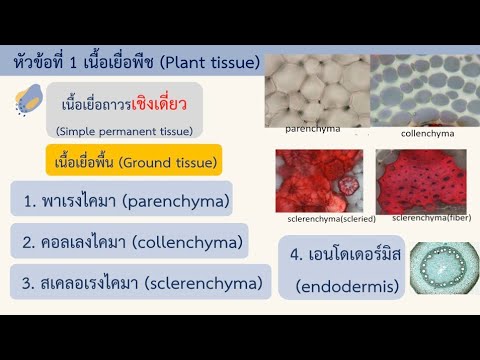 เนื้อเยื่อพืช Plant tissue | เนื้อเยื่อถาวร | EP. 3 [2/3] | ชีววิทยา​ 3 | Anchan__