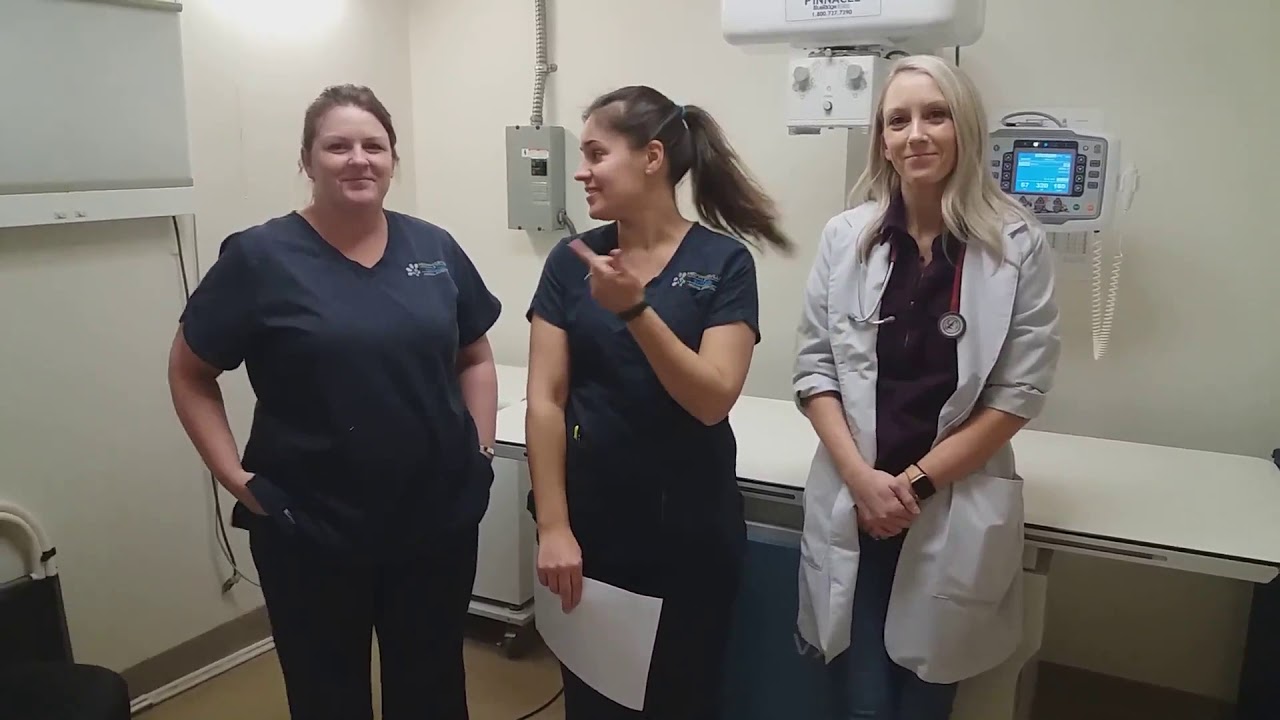 VTHT 1341 Task Verification Video