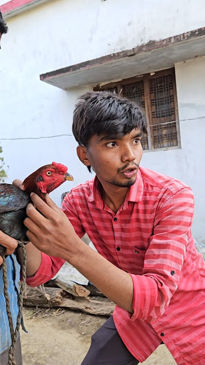 New year special #murga#murgachor#comedy #funny #balaghat #Gaon#newyear #newyear2025#newyearspecial