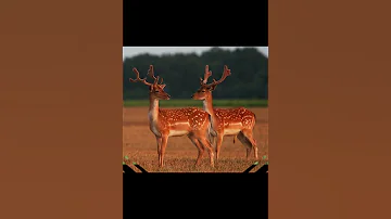 Лань животное