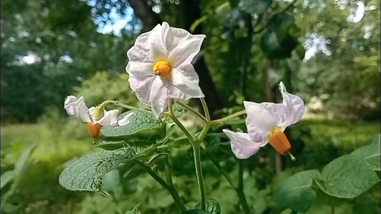 ЦВЕТКИ КАРТОФЕЛЯ. Полезное применение. - YouTube