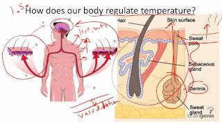 8 9 2 Body Temperature Regulation