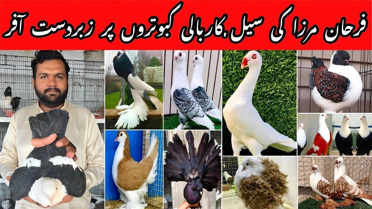 Farhan Mirza fancy pigeons setup Update | Fancy Pigeon | Mega Offer