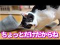 【ねこ動画】ねこ「ちょっとだけだからね」