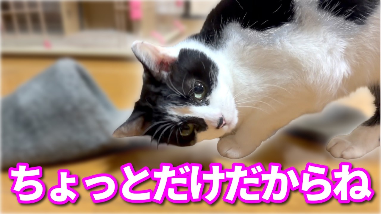 【ねこ動画】ねこ「ちょっとだけだからね」