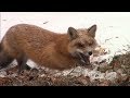 Fox Trapping with Hay Set Tricks to Improve your Catch! 2018