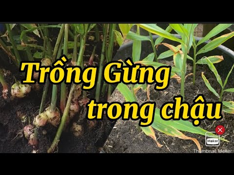 Video: Container Grown Grown - Cách trồng gừng trong chậu