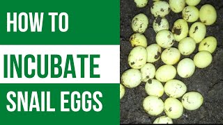 HOW TO INCUBATE SNAIL EGGS