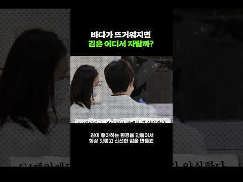 바다가 뜨거워지면 김은 어디에서 자랄까?  #cj제일제당 #김육상양식