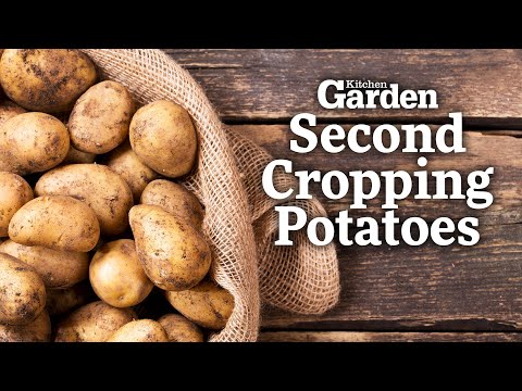 Video: We Grow A Second Crop Of Potatoes