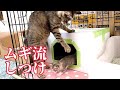 猫動画 出産後24日目 これが猫の子育てなのか？￼ それともムギだけなのか？