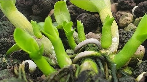 cách chăm sóc mầm gốc phi điệp mở lá, chăm sóc mầm gốc phi điệp sau kích, phong lan rừng pv