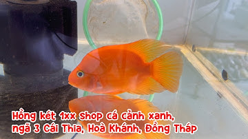 Hồng két 1xx shop cá cảnh xanh, ngã 3 Cái Thia, Hoà Khánh, Đồng Tháp