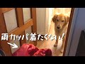 雨カッパを着てお散歩に行きたくない！