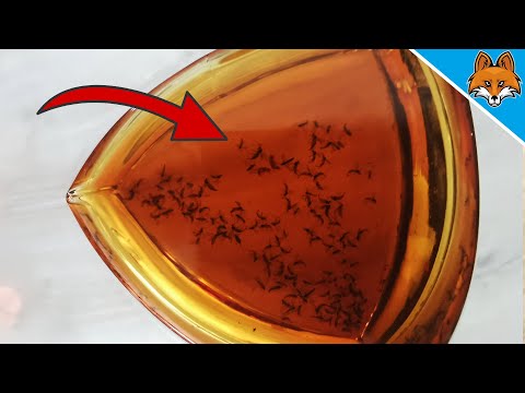 This HOME REMEDY helps against Fruit Flies and Fungus Gnats 💥