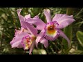 70 Years of Orchids in San Diego